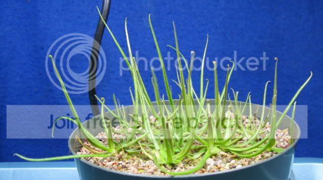 IMG_1380-P-heterophylla-pullings.jpg
