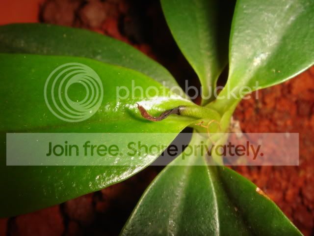 campanulata_tip.jpg
