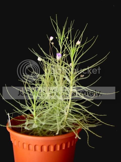 byblis_guehoi_flowering1.jpg