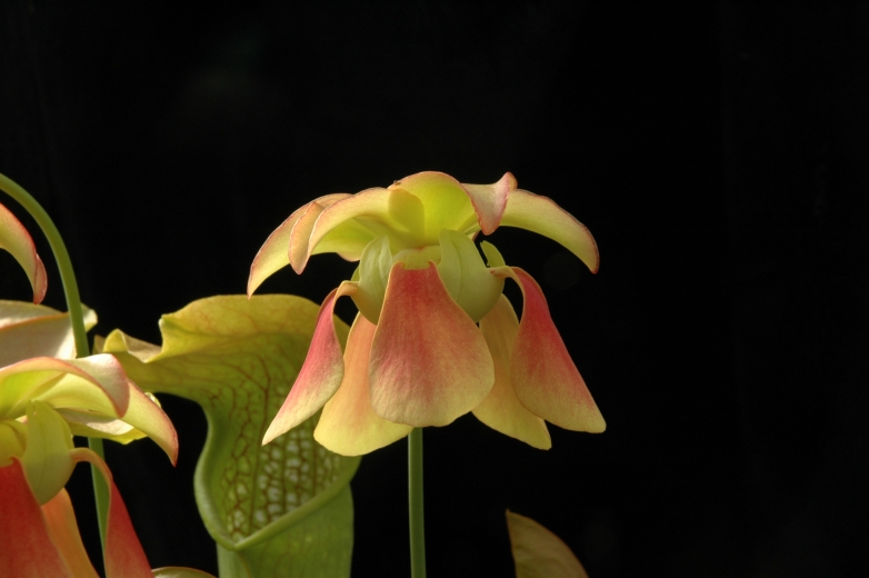 2007-4-4_Sarr_Drosophyllum_Ping_046.jpg