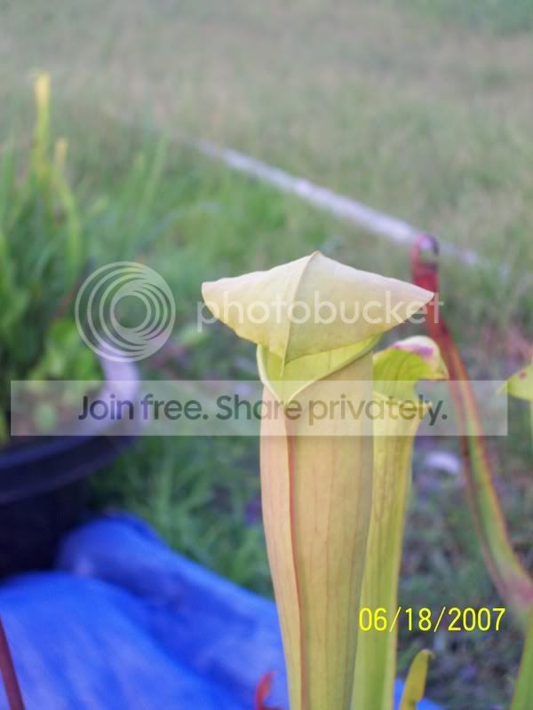 CarnivorousPlants005-1.jpg