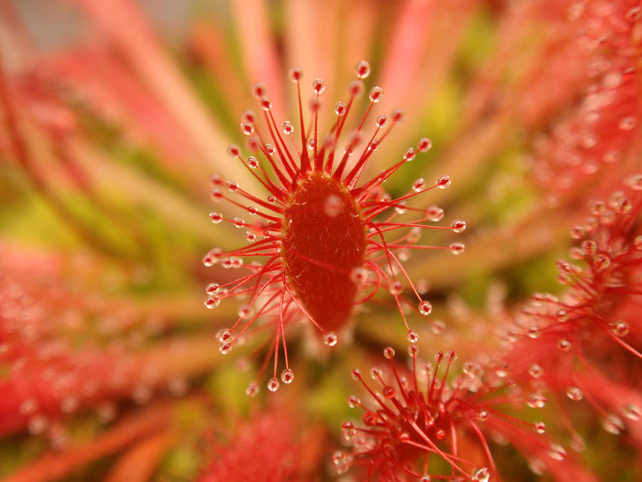 d__oblanceolata_by_gemstatecarnivore-d5ay6l4.jpg