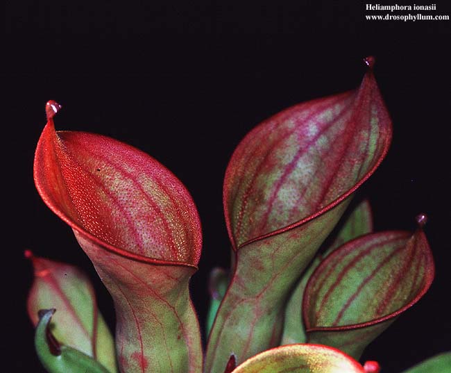 H_ionasii04.jpg