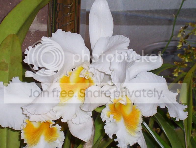 picsfromtheGH002.jpg