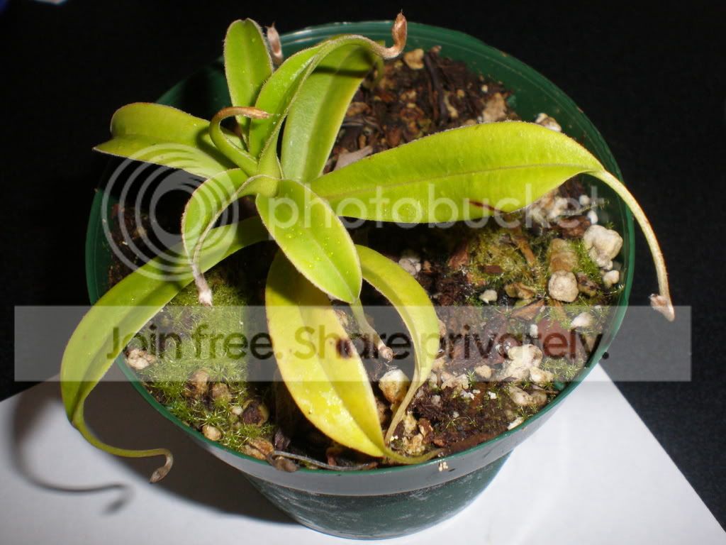 Talangensis.jpg