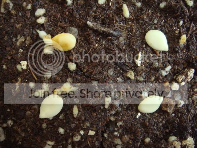 proboscidea_seeds.jpg