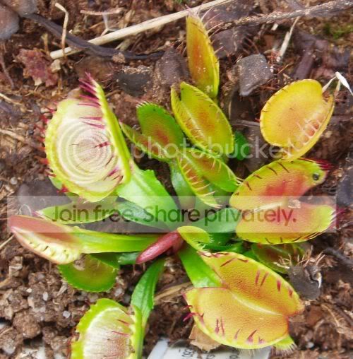 VFT-longredfingersRS.jpg