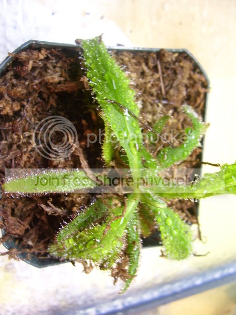 DAdelae002.jpg