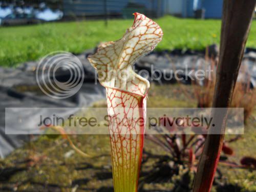 Sleucophylla01_10-5-11.jpg