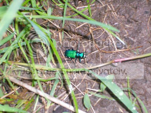 tigerbeetle_5-27-11.jpg