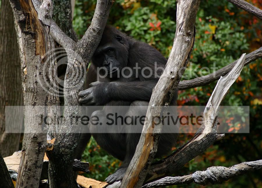 GorillaFace_8491-1.jpg
