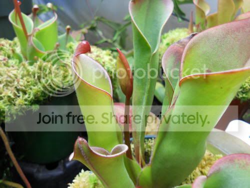 Hbutchiensis_11-21-11.jpg