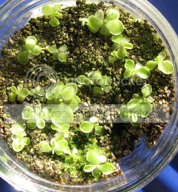 IMG_0547-Pmoranensis-red-rosettes.jpg