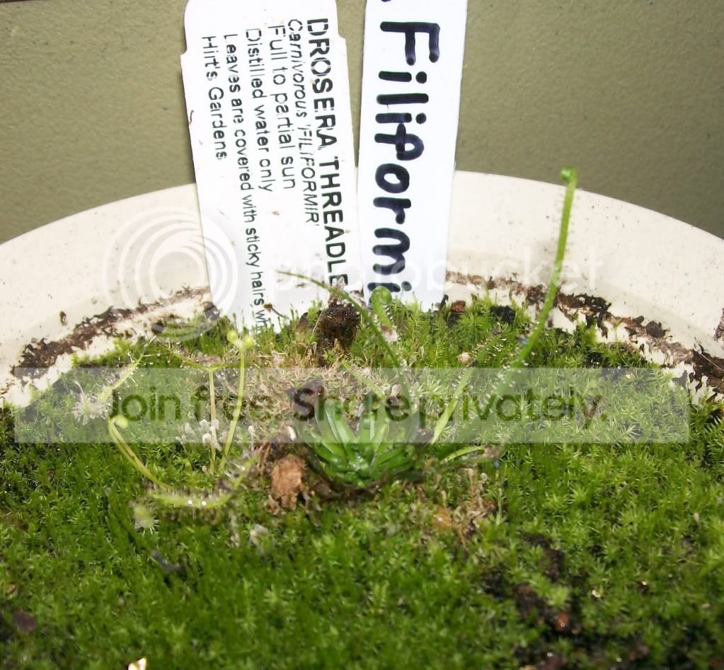 CarnivorousPlants025.jpg