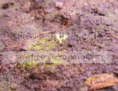 Ngracillis_10-29-10.jpg