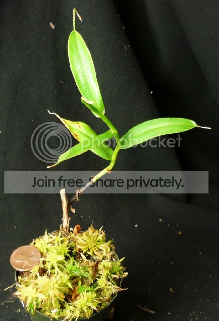 Naristofemalenasc040613RS.jpg