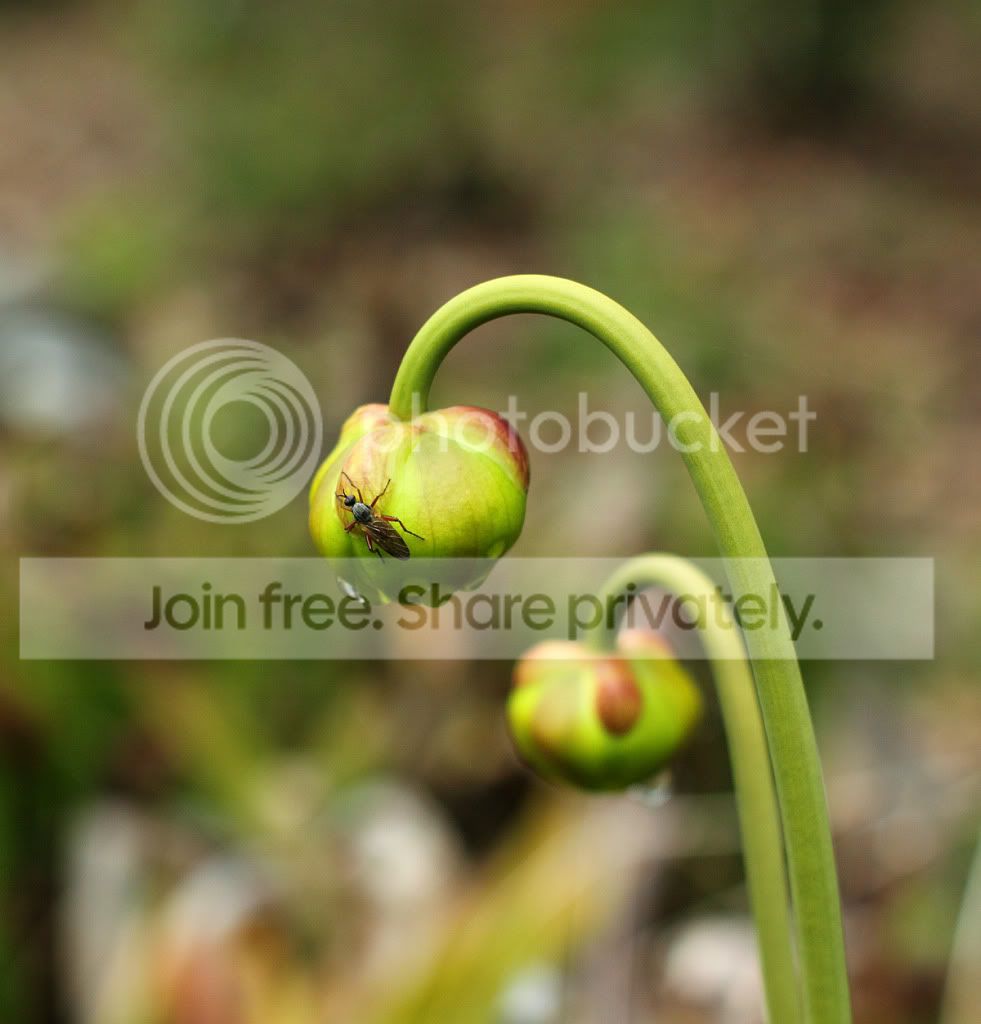 sarrflower-smc50.jpg