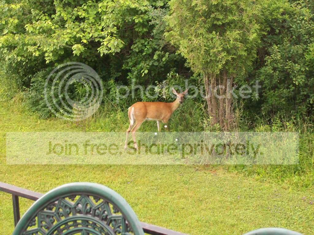 Picture007-9.jpg