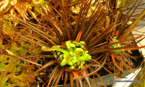 Drosera_filiformis_Red_hibernacula.JPG
