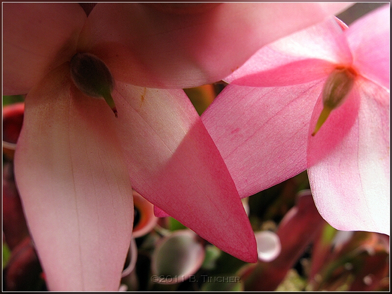 folliculata_flowers_hf.jpg