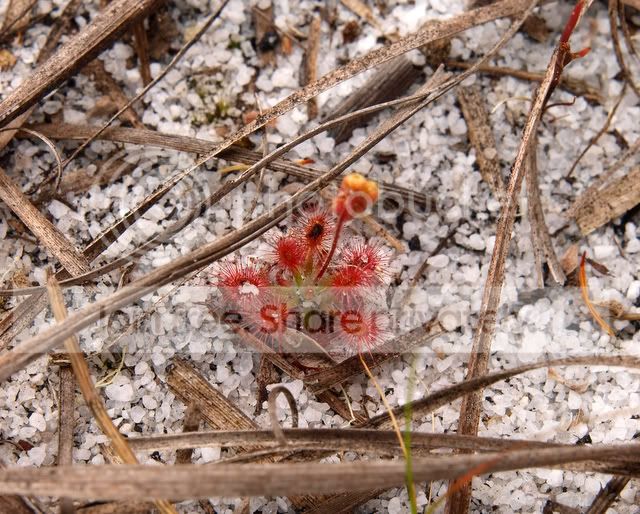 Drosera_roseana_plant.jpg