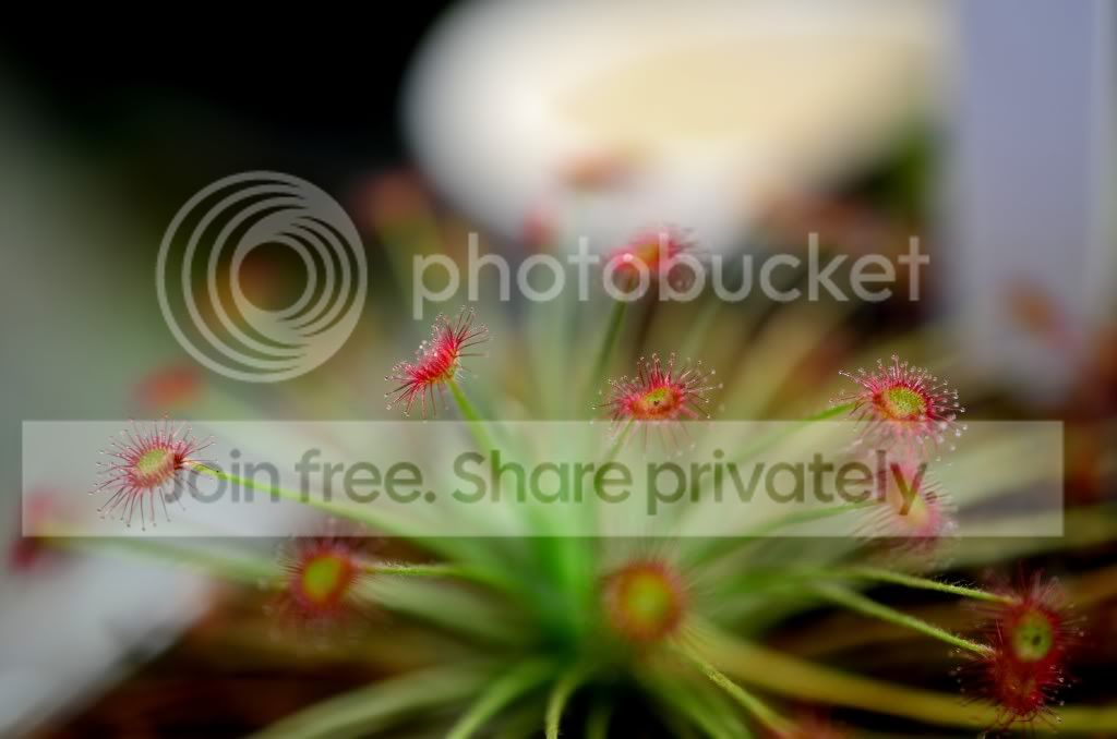 PlantsDec2011011.jpg