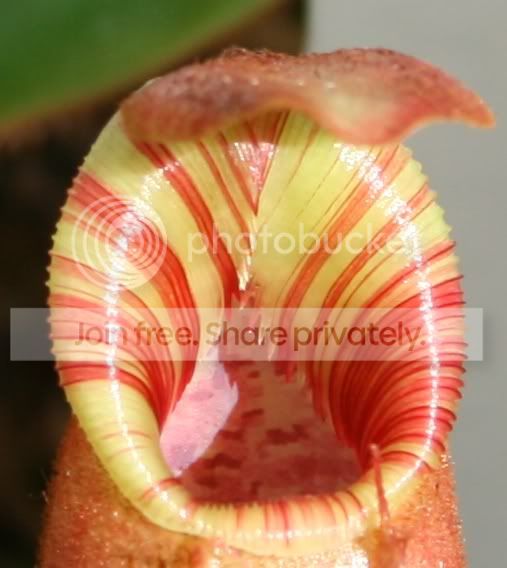 vxl1.jpg