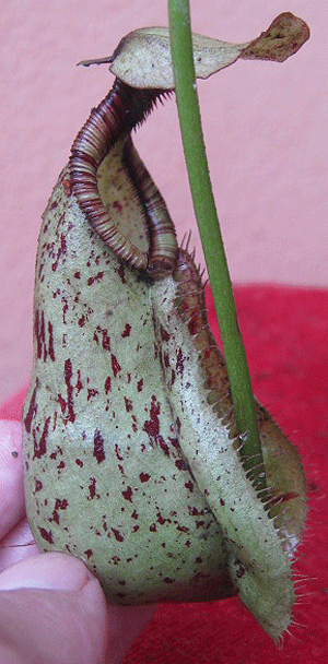 IMG_1716.gif
