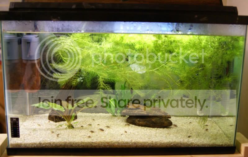 triops-017.jpg