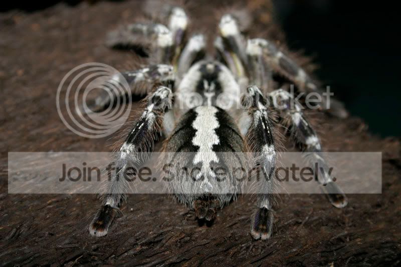 regalis2-112.jpg
