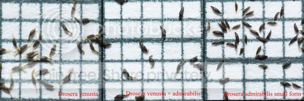 Dvenustaxadmirabilis_1_zps69f77a1a.jpg