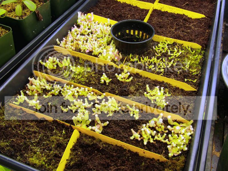 Seedlings1-2.jpg