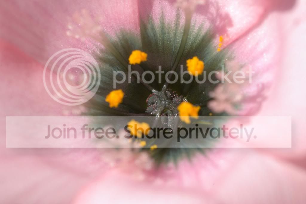 IMGP7185_zps088c0eb1.jpg