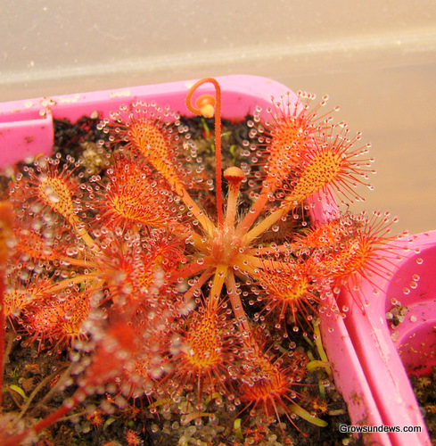 Drosera_x_watari_orange.JPG