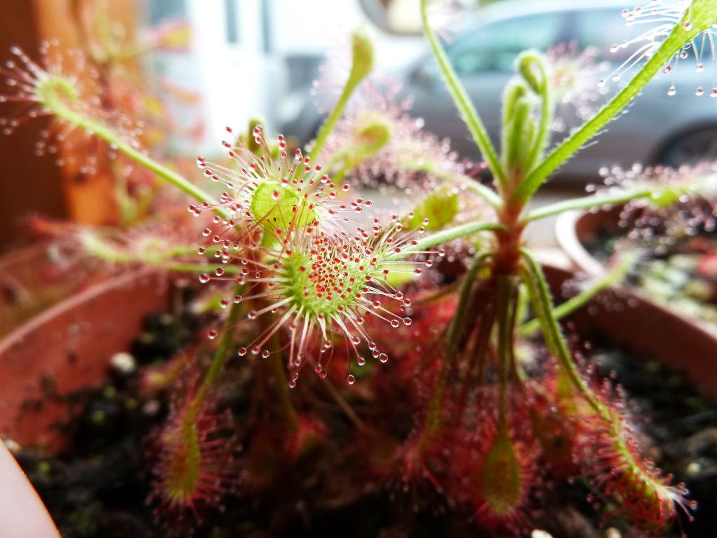 flowerstalkvft12102012015.jpg