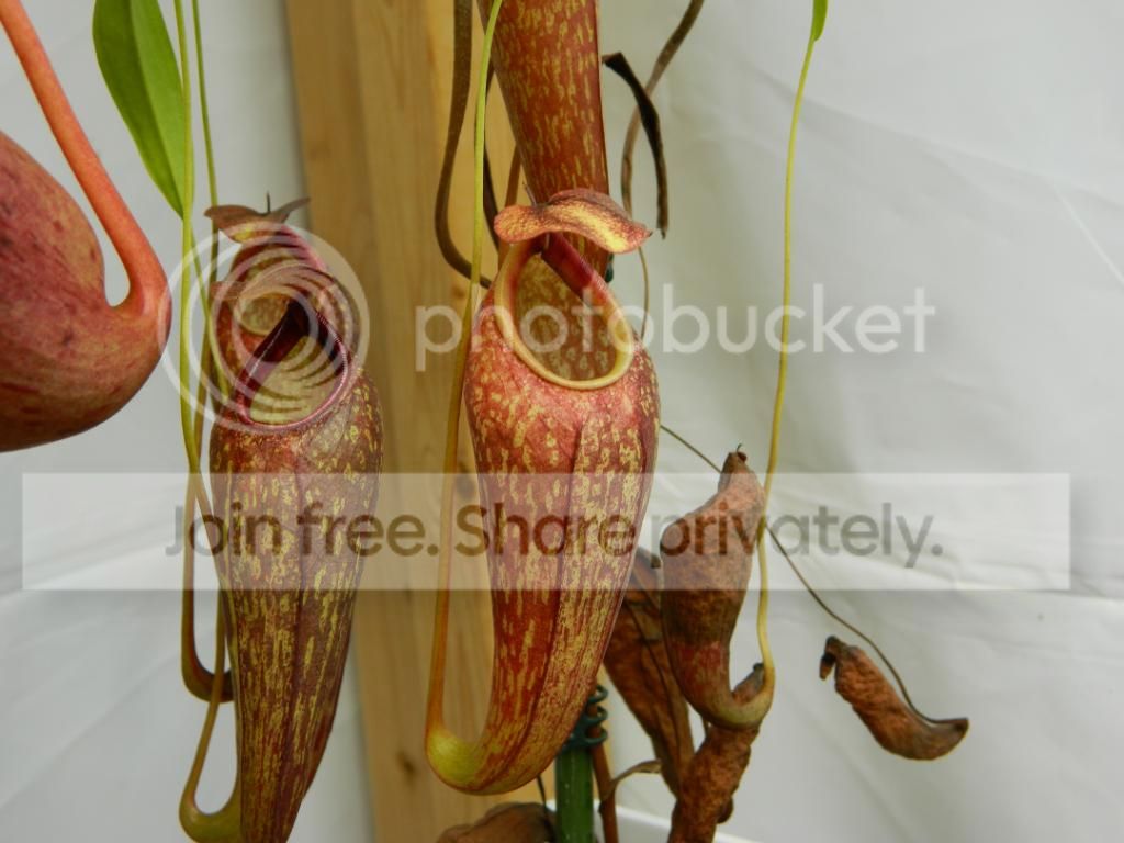DSCN1618.jpg