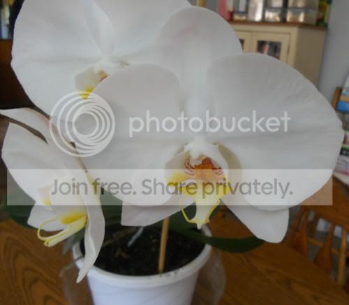 white-phal_7-15-12.jpg