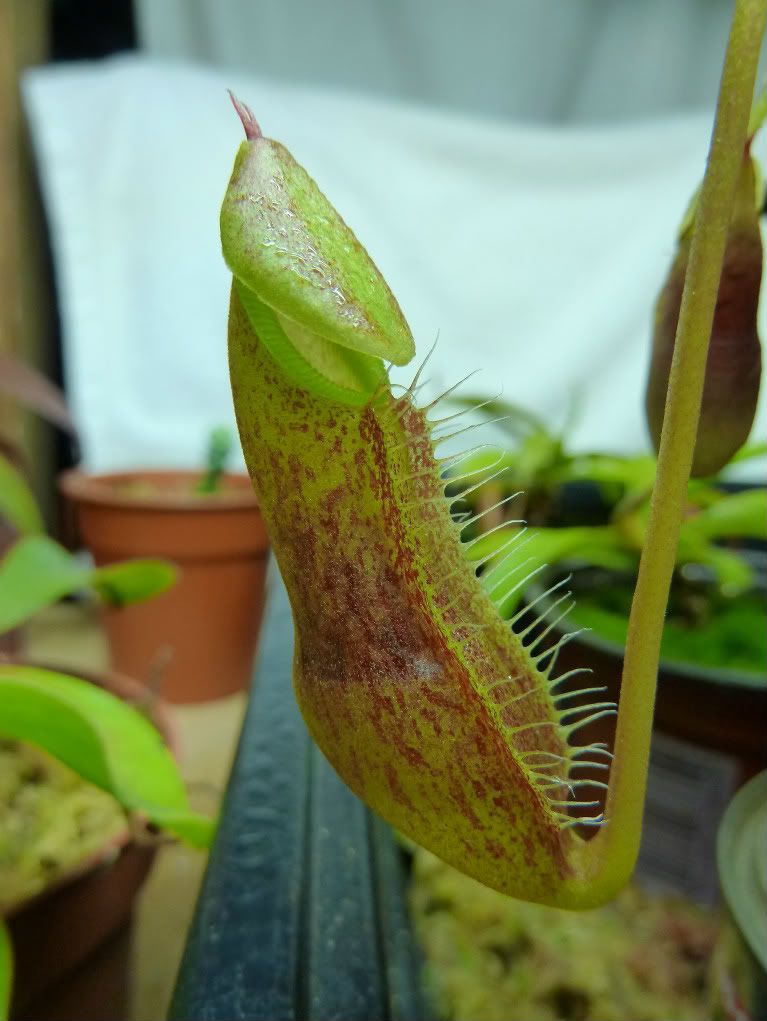 plantsjan142012019.jpg
