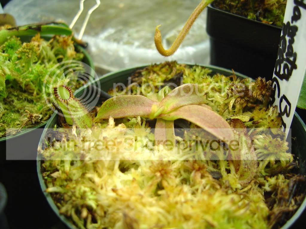 CPs1-3-09008.jpg