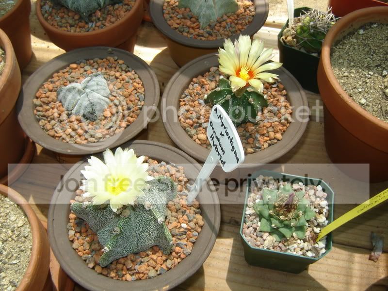Greenhouse018.jpg