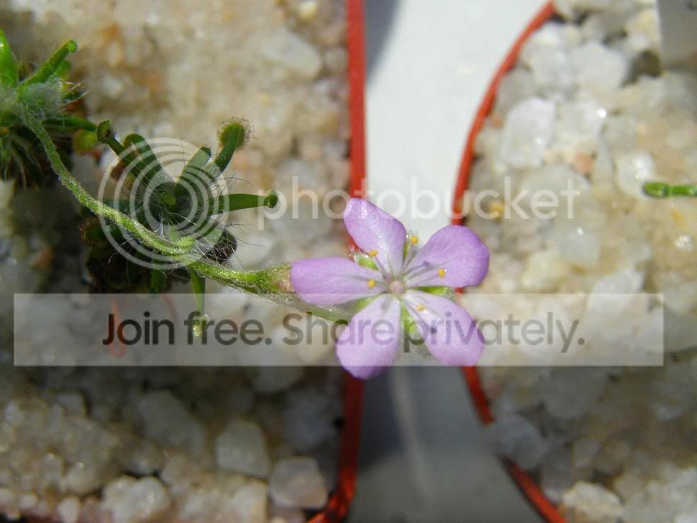 lasianthaabloom2.jpg