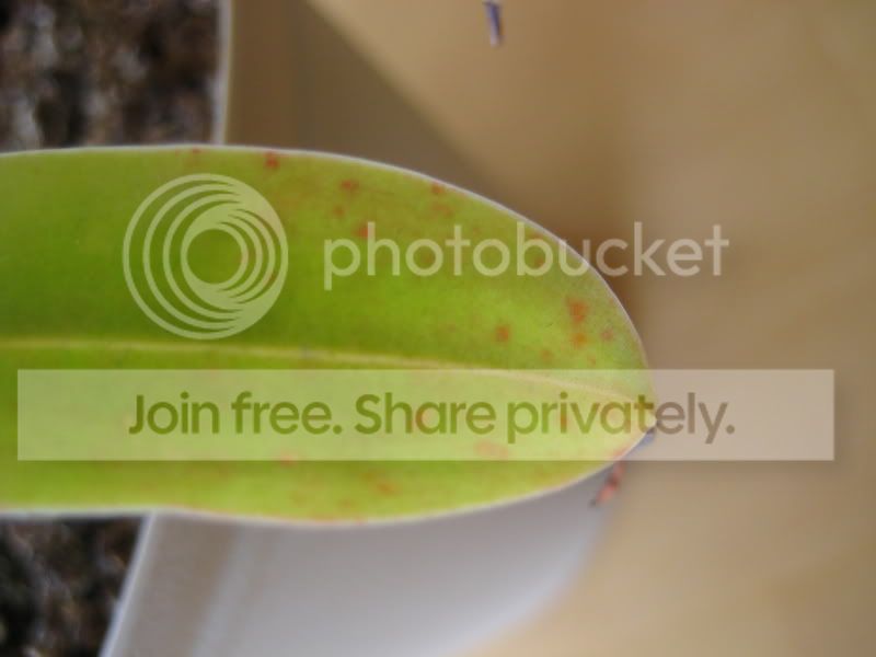 plants039.jpg