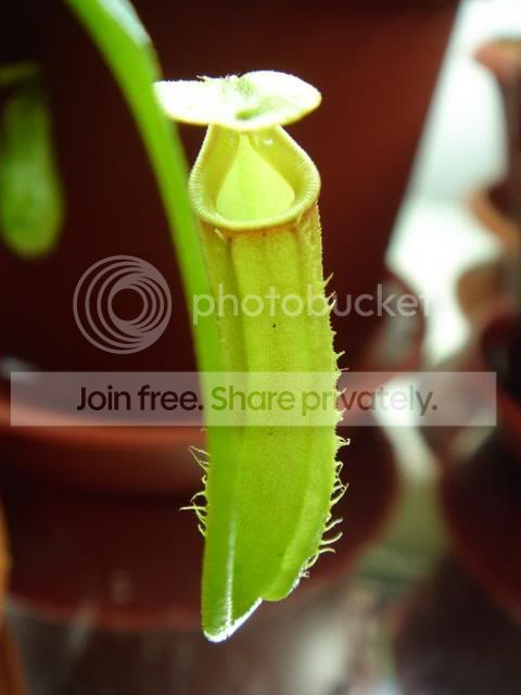 bicalcarata2.jpg