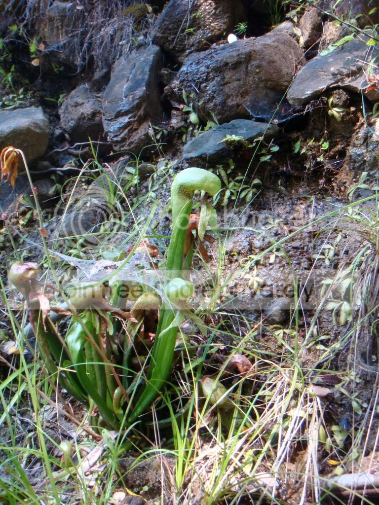 DSC02631.jpg