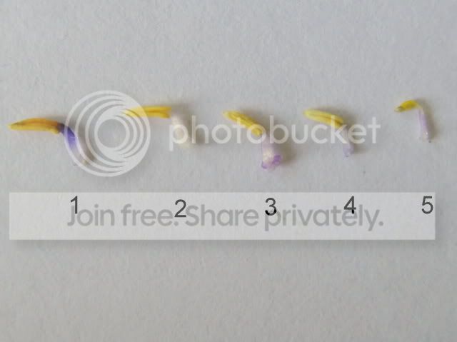 Byblis_species_stamens2.jpg