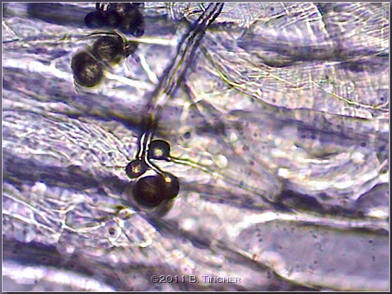 folliculata_pollentubes2_hf.jpg
