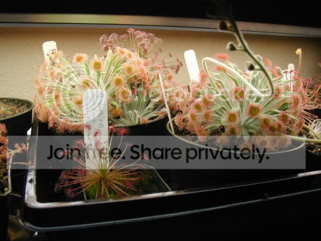 petiolariscomplex1_080506_640x480.jpg