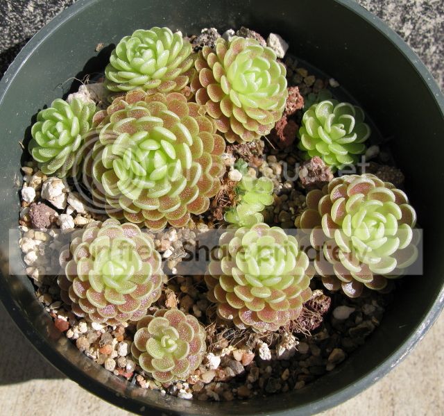 IMG_9095-P-esseriana-Giant-July-14-2012.jpg
