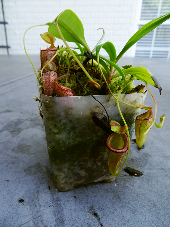nepenthes-flava.jpg