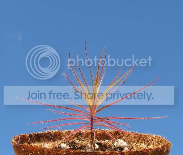 IMG_3215-R-gorgonias-July-7-2012.jpg